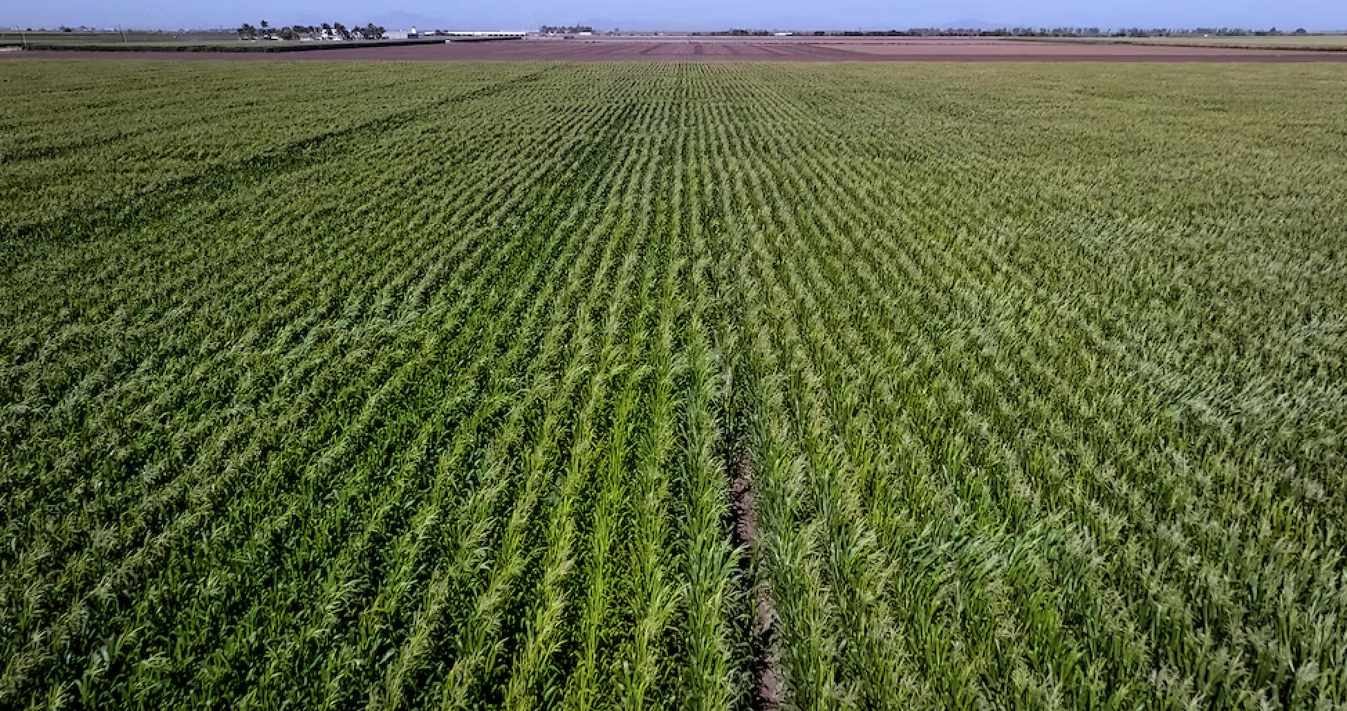 México – Conagua ahorrará agua en algunos estados agrícolas y la usará para recargar acuíferos (El País)